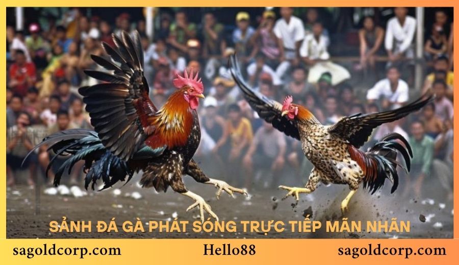 Sảnh đá gà trực tuyến Hello88 với trận đấu mãn nhãn